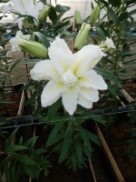 [5295 Carolina No02.JPG]